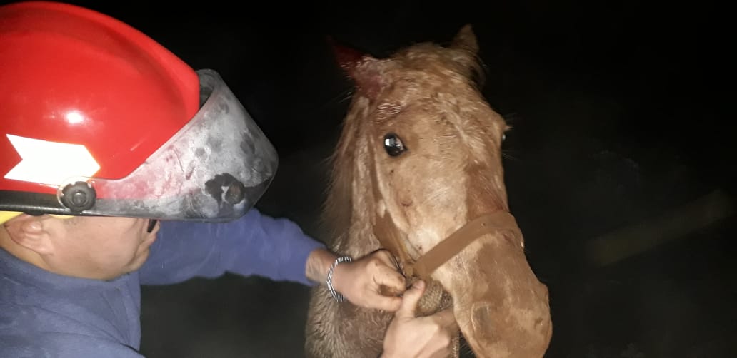 Rescataron a caballo que cayó en un pozo
