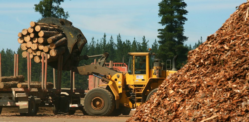 Realizaron un relevamiento sobre la situación foresto industrial en Corrientes