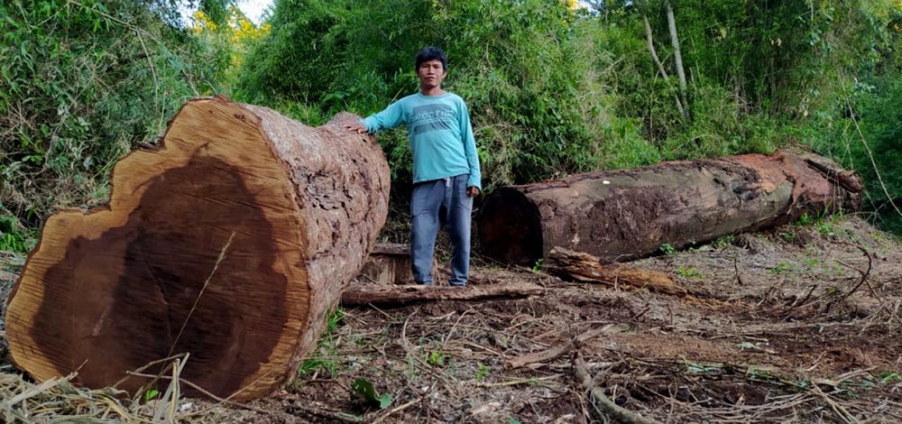 Pueblos originarios en alerta por nuevos desmontes