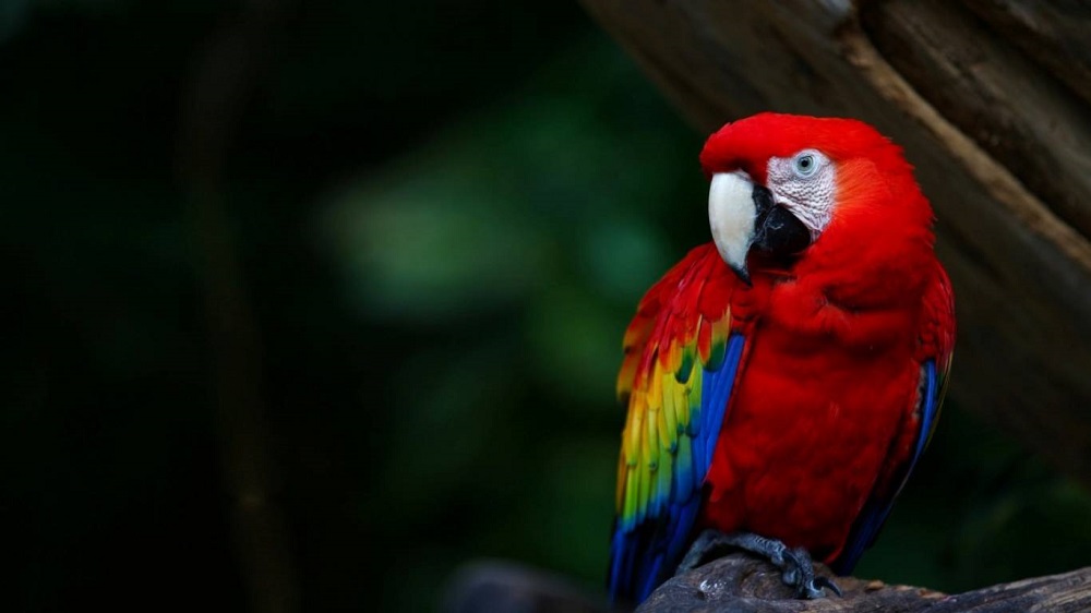 Argentina: Descubren huevo de guacamayo rojo, especie extinta hace 150 años