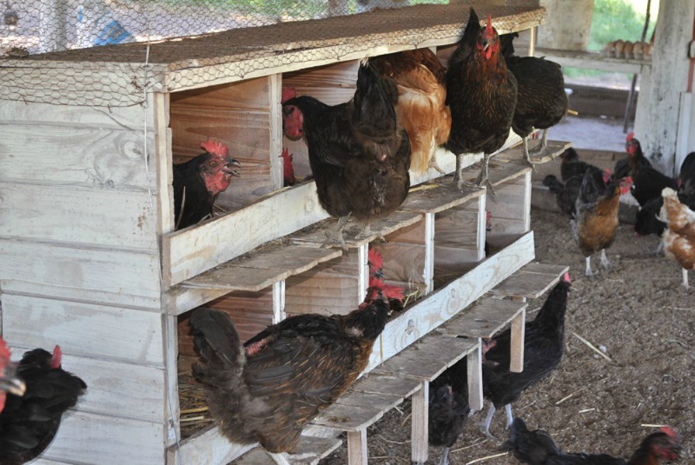 Producir huevos agroecológicos, una alternativa de reconversión