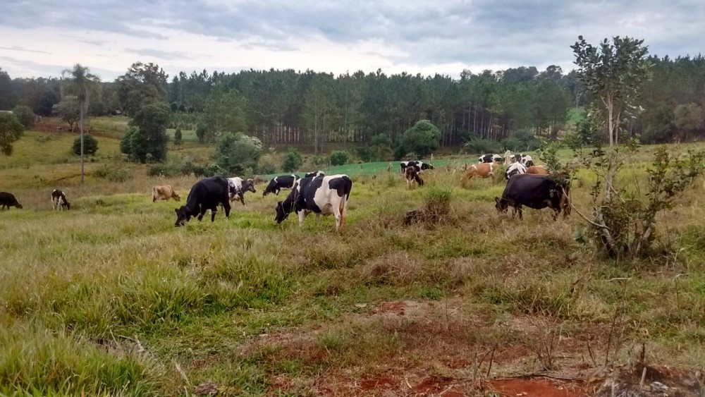 En San Vicente cada vez más colonos se vuelcan a la producción de leche