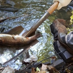 arroyo Vicario Posadas