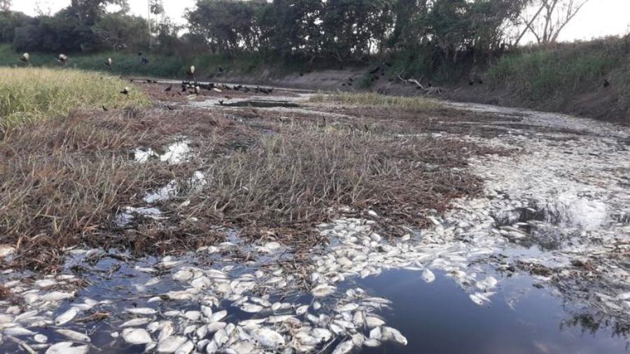 Impresionante mortandad de peces en un río de Paraguay