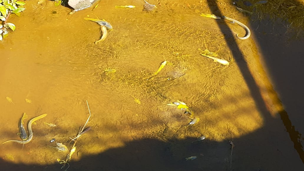Analizan masiva muerte de peces en el Vicario