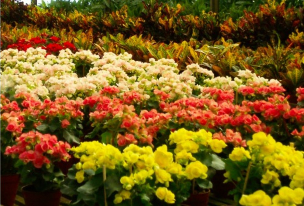 Vulnerabilidades del trabajo con plantas y flores en tiempo de pandemia