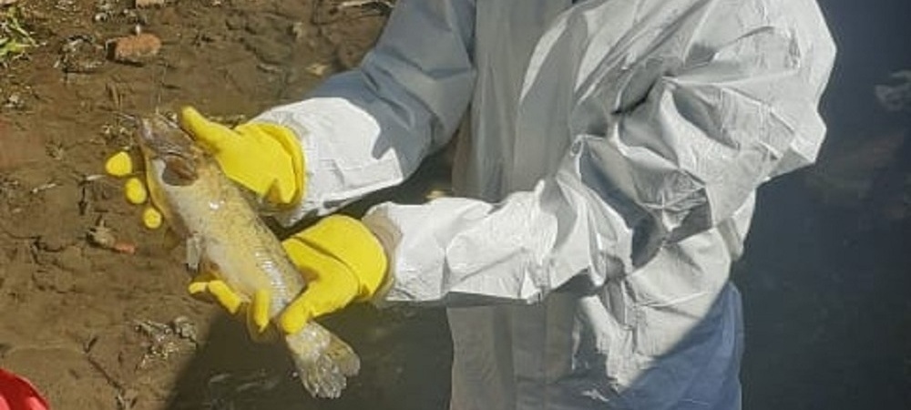 Más de 300 kilos de peces muertos se retiraron del Vicario