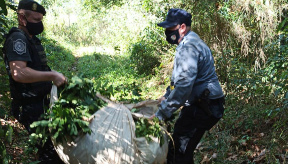 Preocupación por los robos de yerba mate