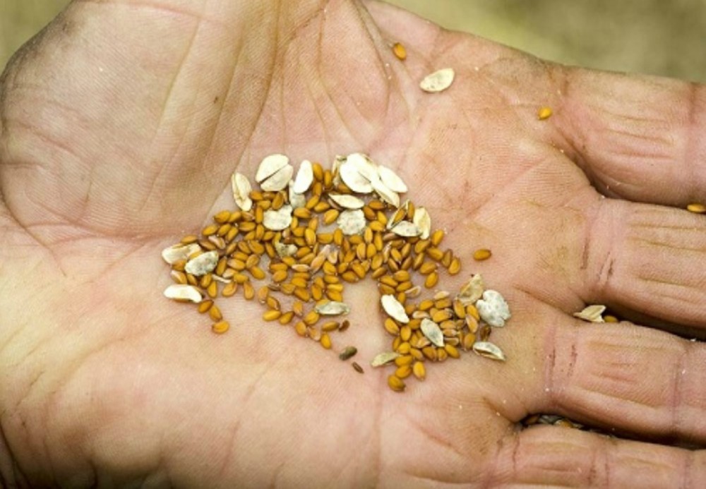 Remarcaron la importancia de la producción artesanal de semillas