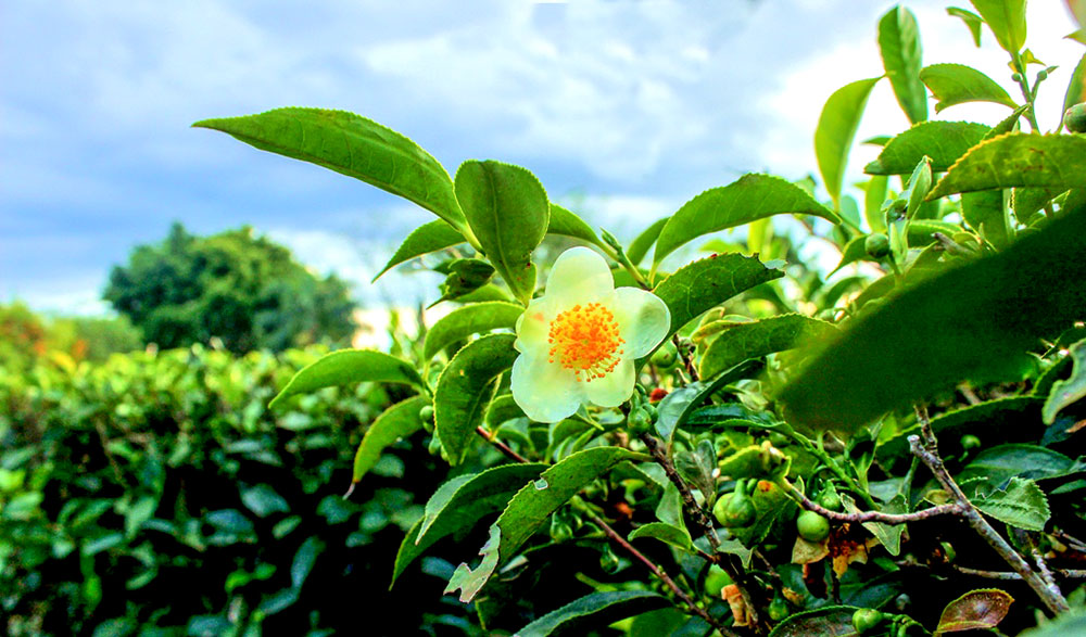 El té argentino tiene a Misiones como protagonista