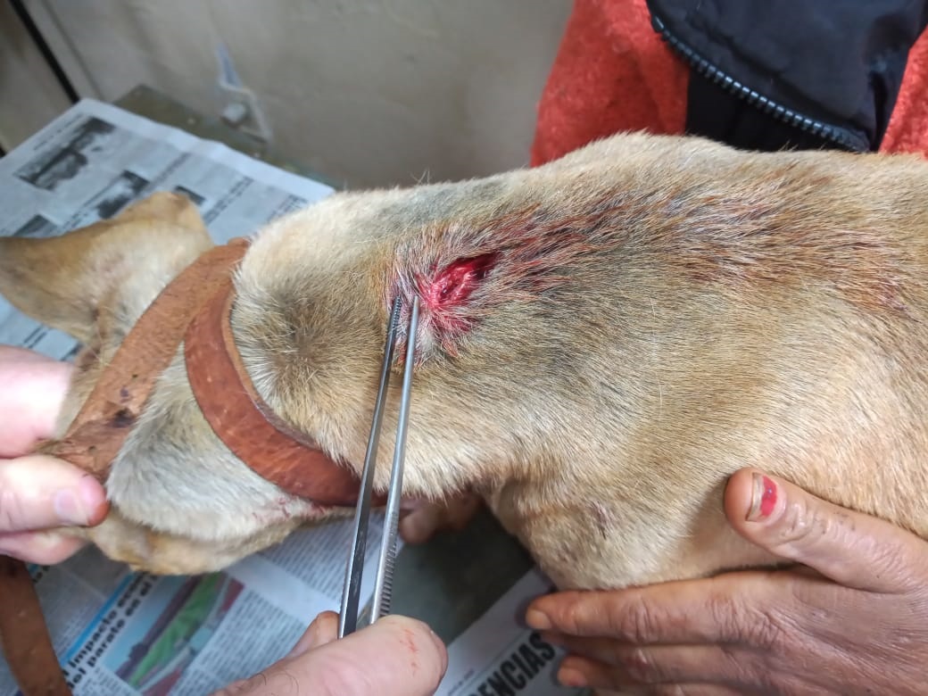 Un perro baleado por pelea entre vecinas