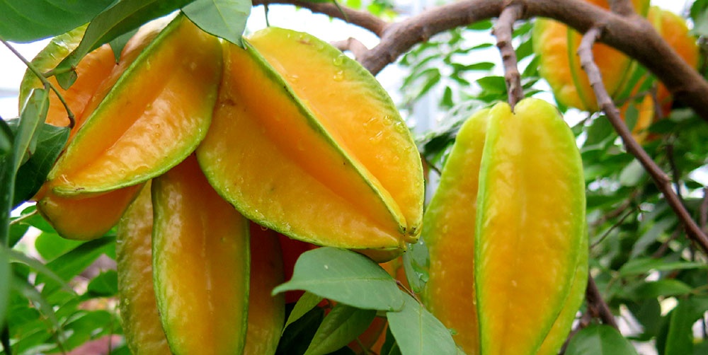 FRUTA TODO EL AÑO. Las fértiles tierras de Misiones y su clima dan buenas condiciones a la planta.