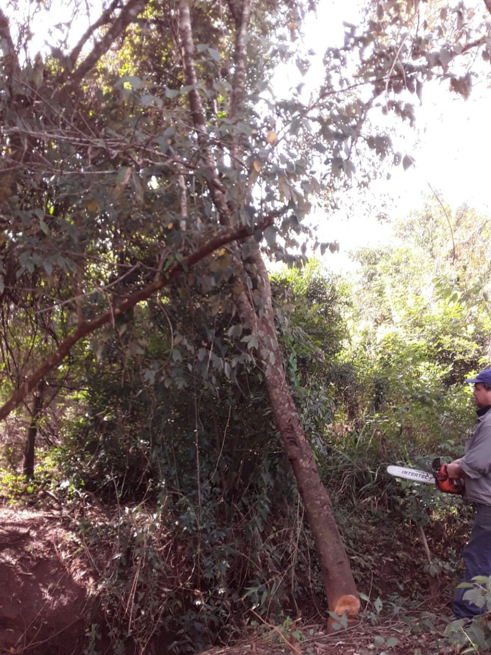 Por el corte de un árbol, Apóstoles se quedó sin luz