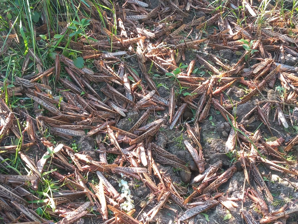 En Corrientes, continúan con el control y el monitoreo de langostas