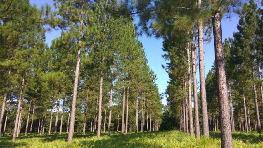 Abren convocatoria para la presentación de planes forestales