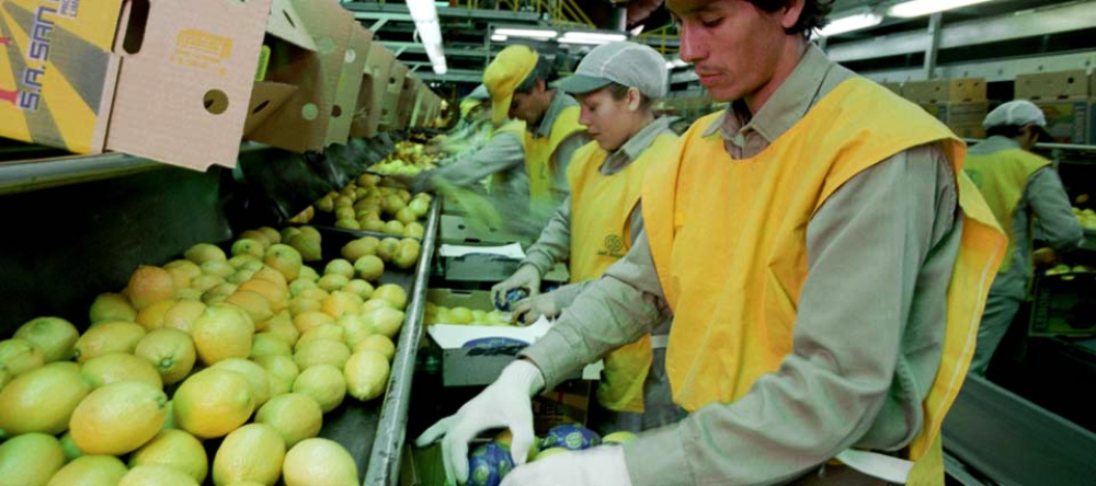 Por primera vez en la historia Argentina exporta limones a China