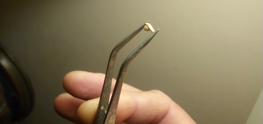 Descubren en Argentina a pequeña rana fósil de más de dos millones de años