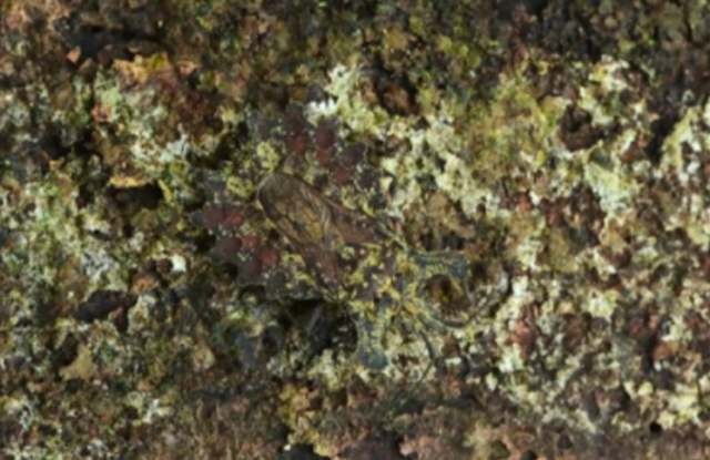 ¿Dónde está el animal? Nuevo reto viral