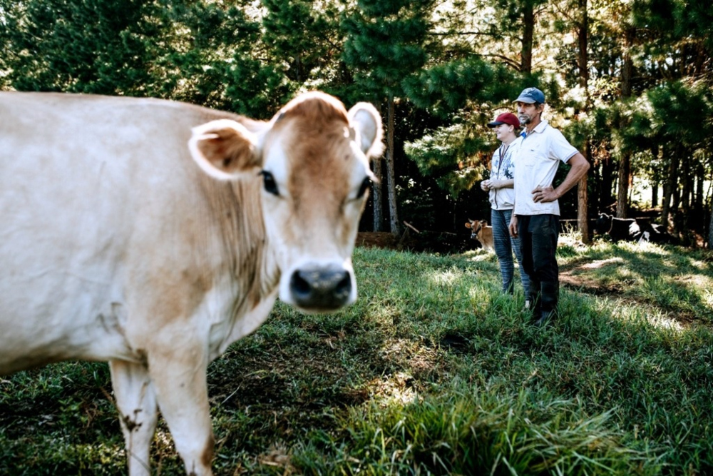 En Misiones se producen más de 17mil litros de leche a diario