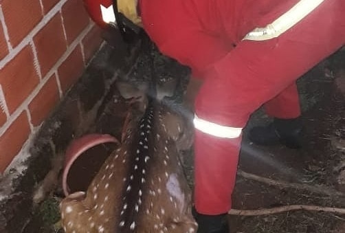 Bomberos de Garupá rescataron a un pequeño venado