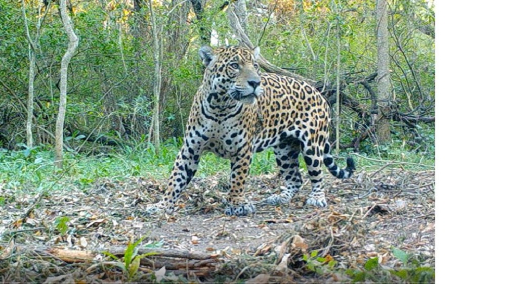 Registraron rastros de un nuevo yaguareté en El Impenetrable