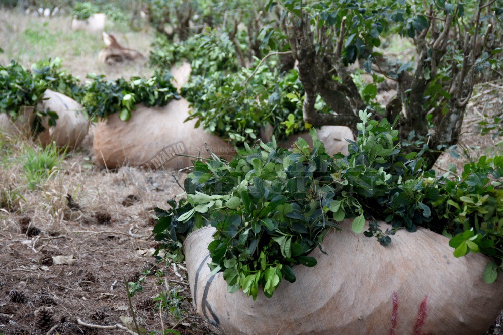 Misiones importa yerba de Paraguay por escasez de la materia prima
