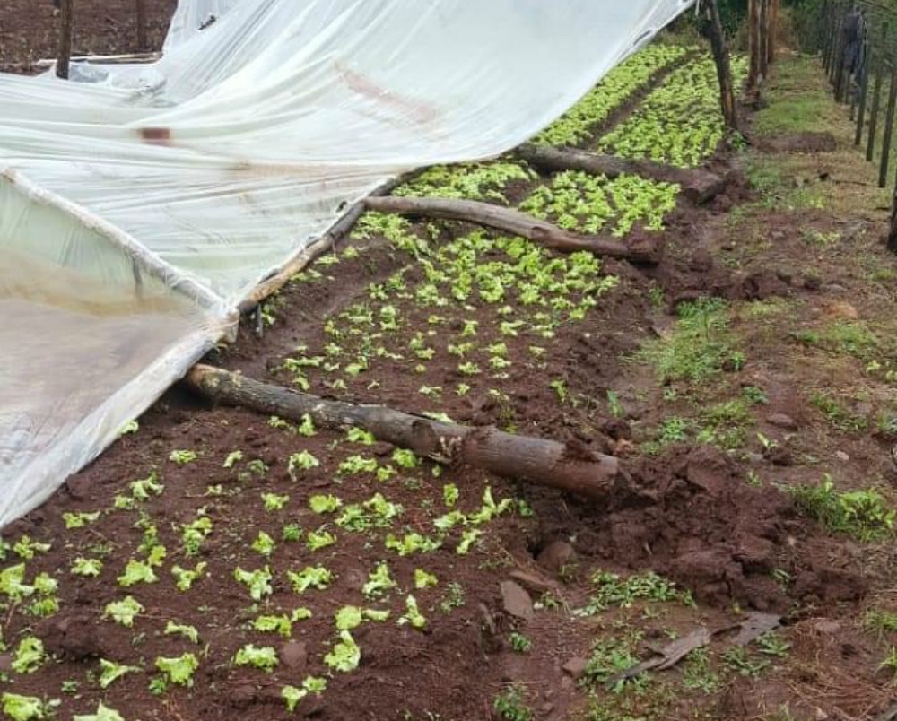 Las verduras de hojas fueron las que más daño sufrieron por las abundantes lluvias