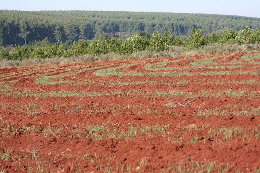 La importancia de la conservación del suelo en la economía misionera