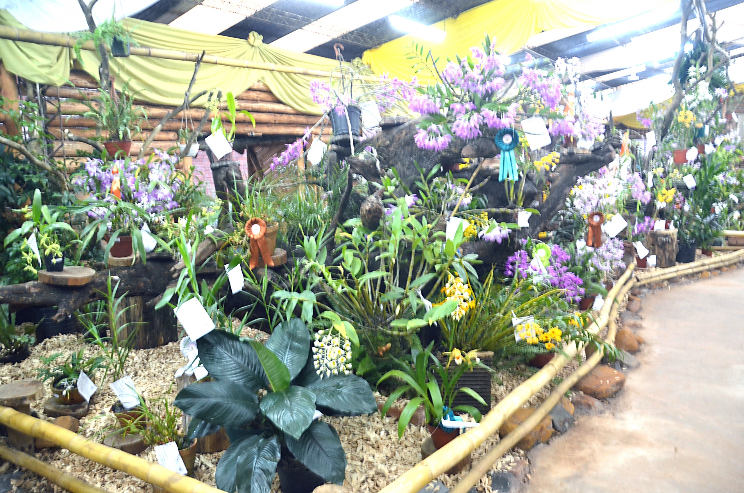 Montecarlo con la esperanza de celebrar la Fiesta Nacional de la Orquídea