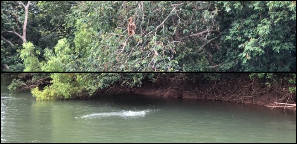 Impactante: Monos alimentan a peces en pleno río Paraná