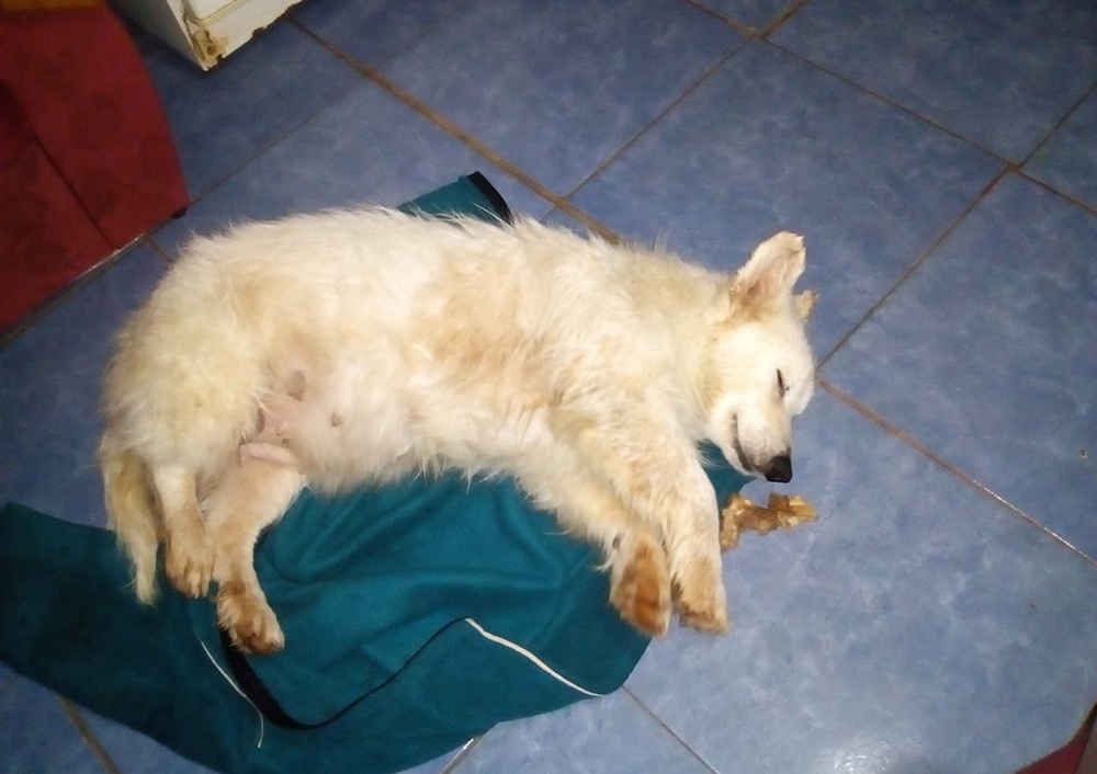 Apedreó a un hombre y fracturó a una perra