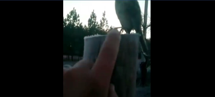 En Chaco, se congeló “hasta el pajarito”