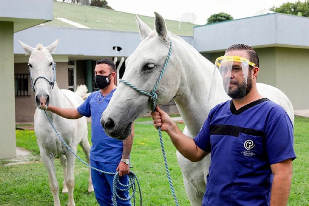 Un invento argentino que avanza: el suero equino hiperinmune