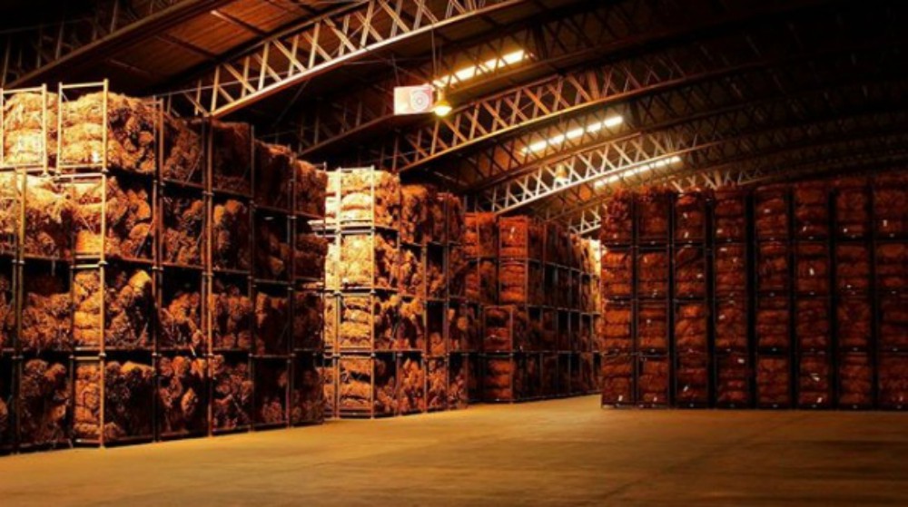 Avanza el acopio de tabaco