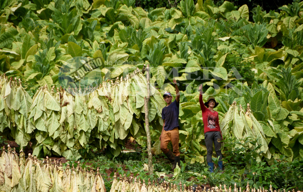 Entre septiembre y octubre esperan que se agilice recaudación del FET