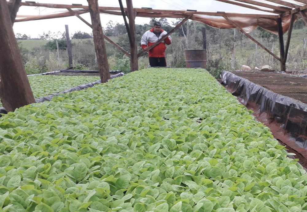 Nueva zafra de tabaco