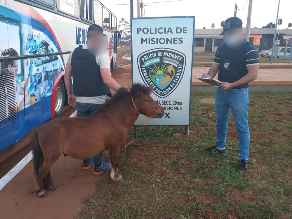 Recuperaron un poni y una yegua robados