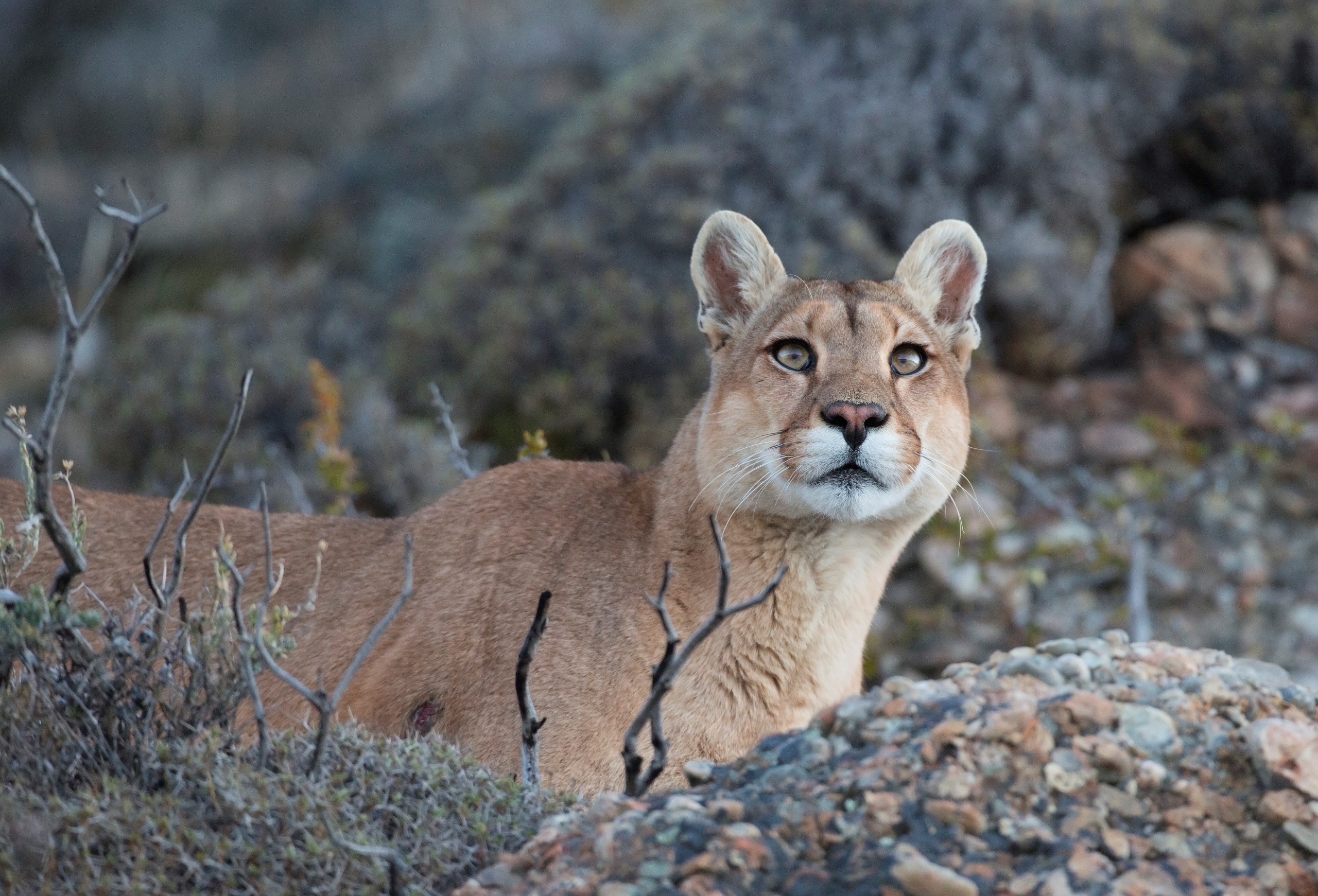 Santa Cruz: El puma deja de ser una plaga para la ganadería y objeto de caza para convertirse en un atractivo para la observación turística en el Parque Patagonia Argentina y alrededores, mediante una iniciativa sustentable que mantiene su rol en el ambiente y además beneficiará a las economías regionales en el nuevo turismo. Foto: Gentileza Hernán Povedano/Télam/amb 30082020