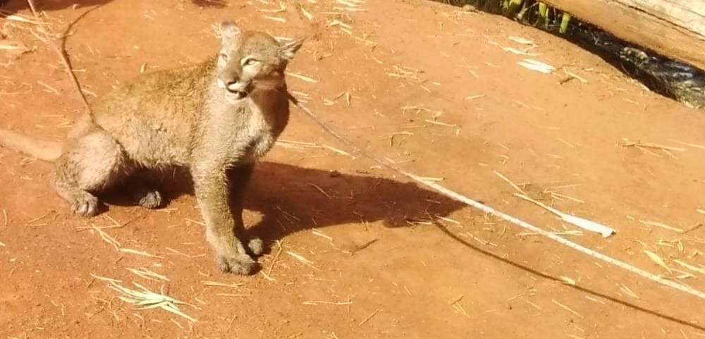 Atraparon a un puma y, atado, lo arrastraron por todo el campo