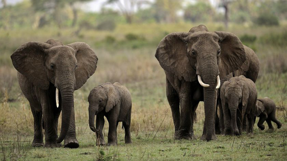 Cazador furtivo de elefantes es condenado a 30 años de trabajos forzados