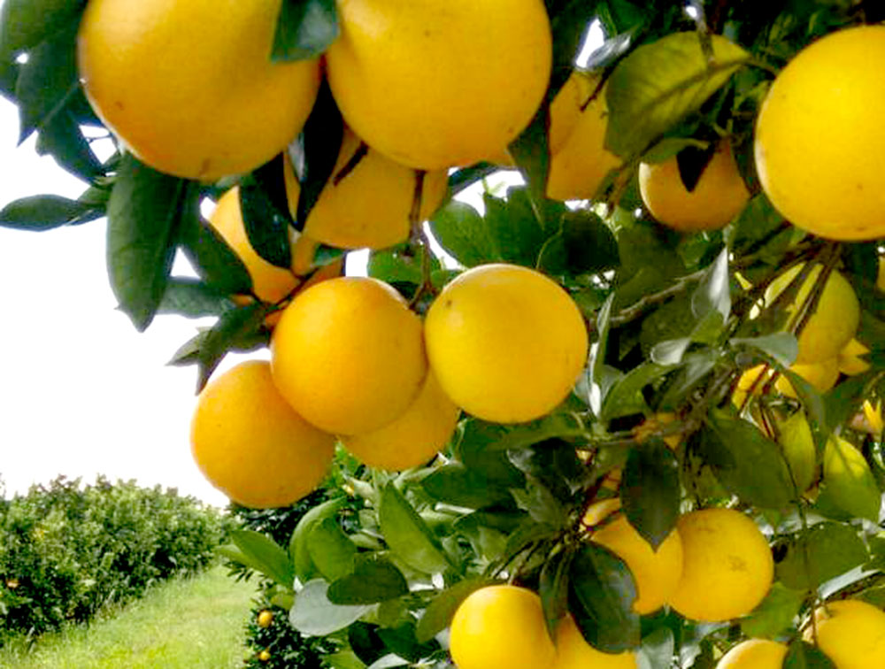 “El sector citrícola viene muy mal y no nos queda nada de rentabilidad”