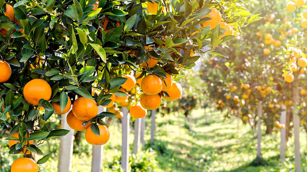 Desde hoy, cítricos argentinos no ingresarán a la UE