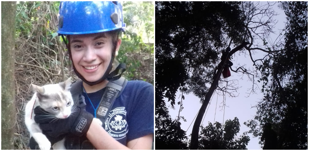 Rescataron a un gatito atrapado en lo alto de un árbol
