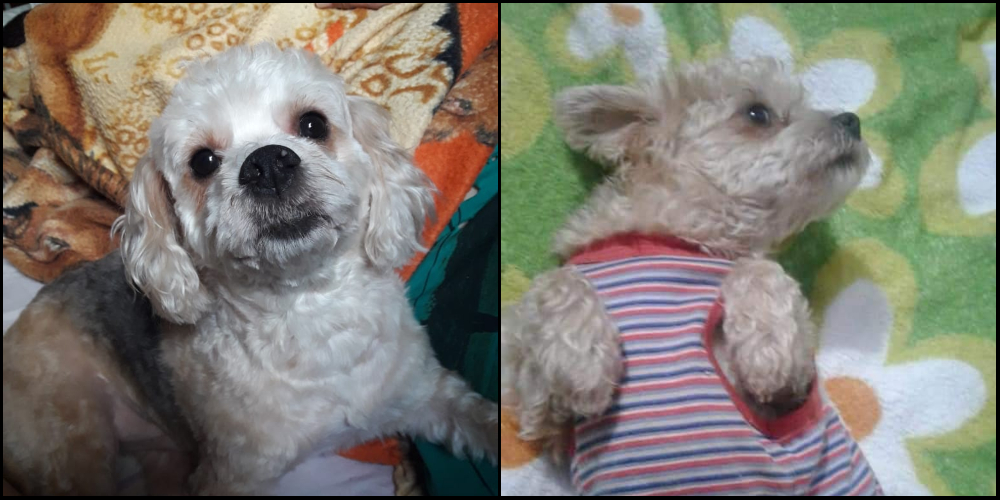 SOS Mascotas: Nerón desapareció y su familia lo busca intensamente