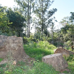 Capuera - Tala de árboles