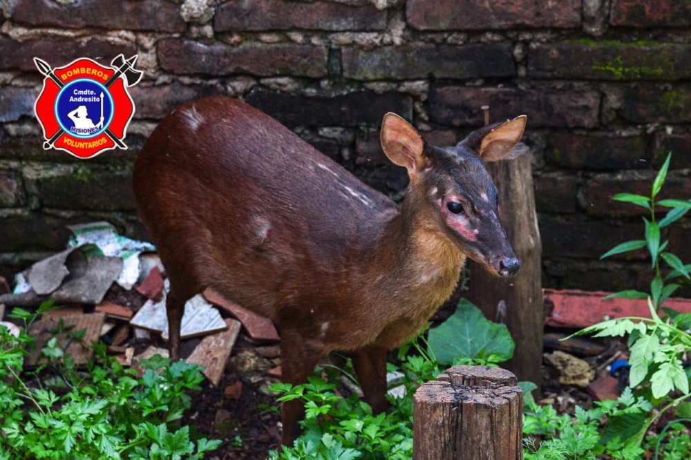 Rescatan un venado que se “coló” en una vivienda