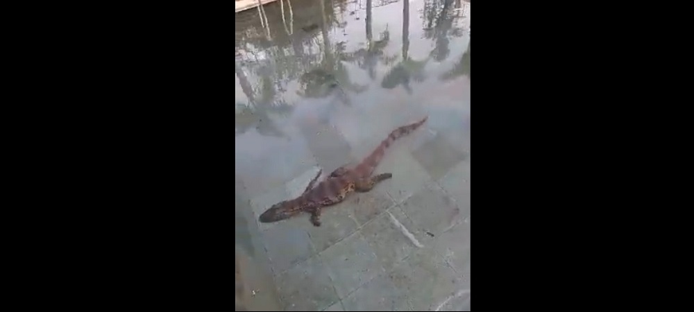 Iguazú: Yacaré aprovecha cuarentena para darse un “chapuzón” en hotel