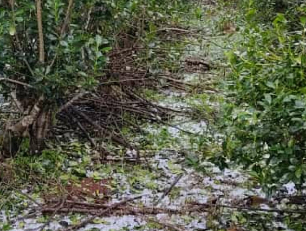 El granizo ocasionó daños en algunos yerbales de la Zona Sur