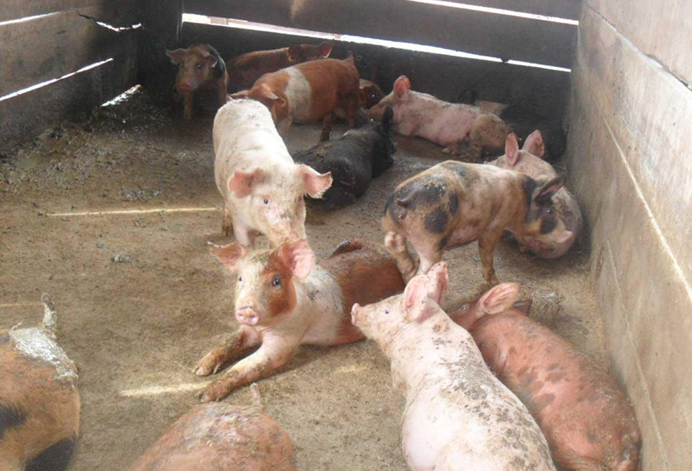 Cofra - consumo de carne porcina