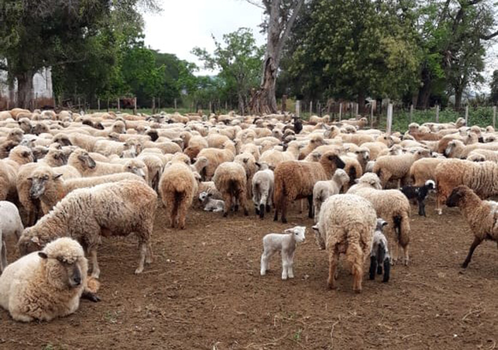 Este fin de semana se realizará la Tercera Expo Ovino Caprina de la zona Sur